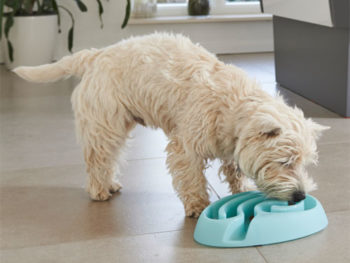 Clean Run Enrichment Games for High-Energy Dogs