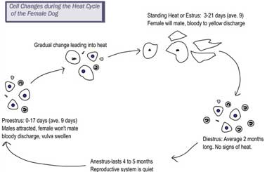 dog heat cycle when to breed